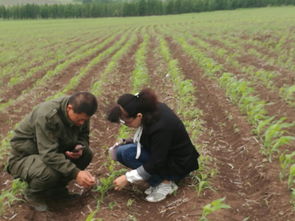 农技人员深入田间调查作物长势及病虫害情况