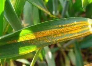 小麦成熟前,仍有3病1害需要防