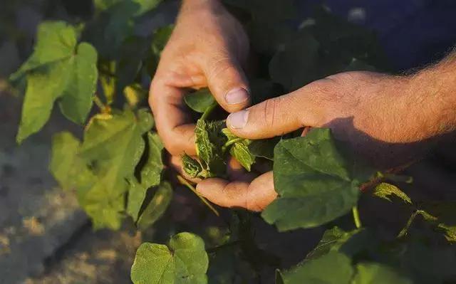 《农作物病虫害防治条例》马上来了,绿色防控技术企业或将受益