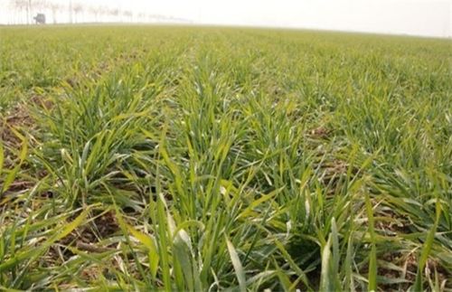小麦病虫害防治 - 农业病害 - 黔农网